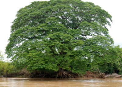 Gros arbre et petit bateau au Laos
