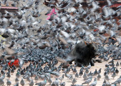 Buffle et pigeons sur la place de Darbâr au Népal